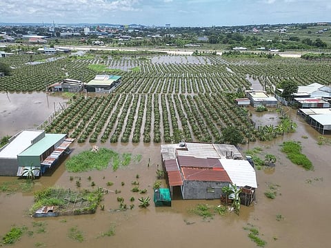 This aerial photo shows a flooded dragon fruit farm in Binh Thuan province.