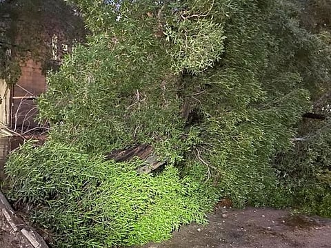 Witnesses reported that the driver had attempted to stop his vehicle to navigate through the stormy conditions. However, the intensity of the wind prevented him from escaping the falling tree.