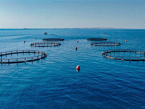 The cages are located off Delma Island in Al Dhafra Region
