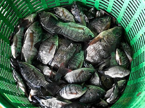 Blackchin tilapia fish in a basket after being caught in a canal in Bangkok.