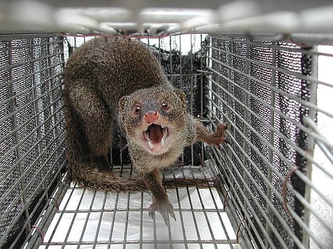A mongoose captured by authorities in Japan.