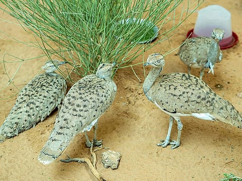 IFHC has effectively preserved and released 534,122 birds to rebalance wild houbara populations across their international range of distribution in Asia and North Africa.