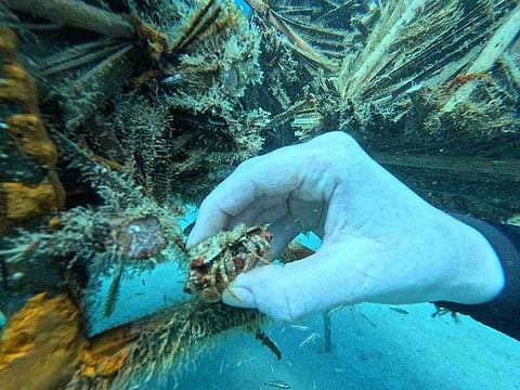 The pioneering Emirati approach utilises natural materials such as date palm leaves and oyster shells, harnessing their ecological benefits to rejuvenate marine ecosystems.