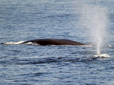Fin whales are the world's second-biggest animal, after the blue whale.