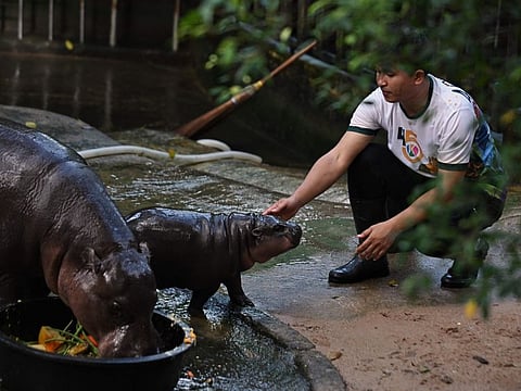 Zookeeper Attapon Benz Nundee pets Moo Deng, a two-month-old female pygmy hippo who has recently become a viral internet sensation, at Khao Kheow Open Zoo in Chonburi province on September 15, 2024.