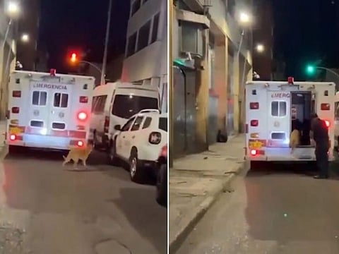 Tono was seen chasing an ambulance right before it was stopped by the crew, who then let Tono in the vehicle before rushing to the hospital.