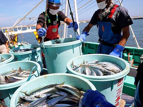 This file photo taken on September 1, 2023 shows fishery workers unloading seafood caught in offshore trawl fishing at the port of Matsukawaura in the city of Soma, Fukushima prefecture, about a week after the country began discharging treated wastewater from the TEPCO Fukushima Daiichi nuclear power plant