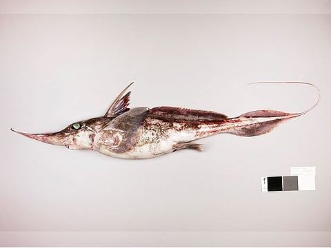 This handout picture released by the National Institute Of Water and Atmospheric Research Ltd (NIWA) on September 24, 2024, shows a new species of ghost shark. Scientists in New Zealand said they have discovered a new species of ghost shark - a 'spookfish' - which prowls the Pacific Ocean floor hunting prey more than a mile down.