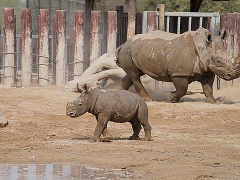 Dubai Safari Park on Wednesday announces the birth of twin moon bears and male white rhino.