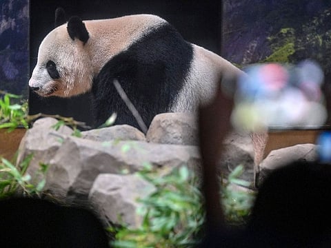 Visitors try to take images of Shin Shin in her enclosure on the last day of viewing before she and another panda, Ri Ri, are sent back to China after 13 years, at Tokyo's Ueno Zoo on September 28, 2024.