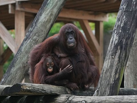 A mother and child orangutan look on before being moved to protected areas at Zoo Tampa ahead of Hurricane Milton’s in Florida
