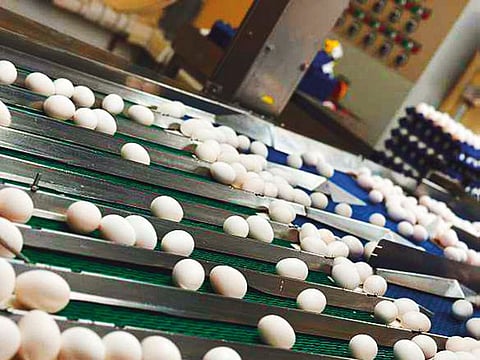 Al Ghurair Foods drives quality and innovation