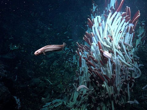 This undated handout photograph released by th Schmidt Ocean Institute shows  an eelpout swimming by tubeworms at a depth of 2,500 meters at the Tica Vent, a site on the East Pacific Rise.