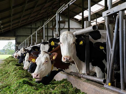 This photograph shows cows at the farm of Jos Verstraten in Westerbeek, on October 17, 2024, where Dutch farmers are facing a crisis in an upsurge in surplus manure.