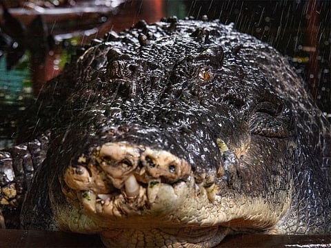 The 5.48-metre-long saltwater crocodile Cassius