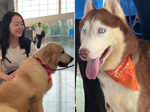 The nine dogs part of the 'pawfect' initiative at the International airport include a golden retriever, husky, a Maltese, a Shih Tzu, Lhasa Apso, Indie and more.
