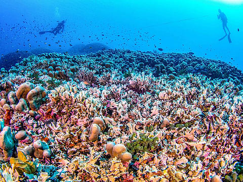 Divers swimming over the world's largest coral located near the Pacific's Solomon Islands.