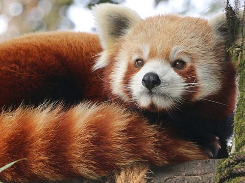 The red pandas, once trained, will be released into the forests of the Singalila National Park.