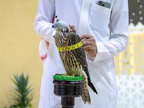 Falconry is a popular hobby and an essential part of the cultural heritage of the Arabian Peninsula.