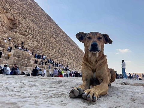 A stray dog sits in front of the Great Pyramid of Khoufou (Cheops or Keops), at the Giza Plateau, on the outskirts of Cairo.