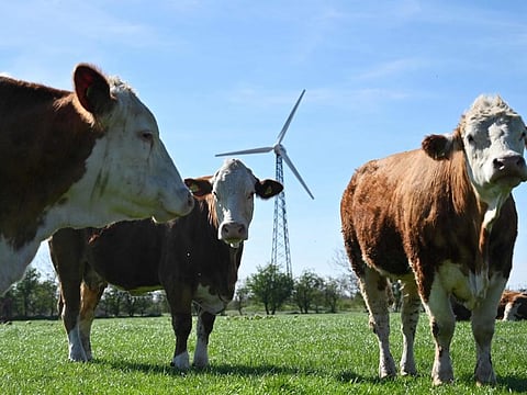 A field near a wind turbine in the village of Hjolderup, Denmark. Denmark's government said on November 18, 2024 that the country's major parties had agreed on the details of the world's first carbon tax on emissions by livestock.