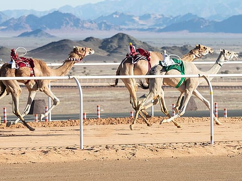 Camels racing for the king's cup competition, Al Ula, Saudi Arabia.