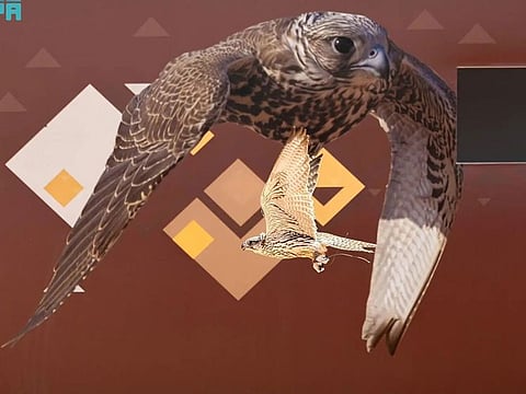 Falcons at this year's edition of King Abdulaziz Festival, a prominent annual Saudi event.
