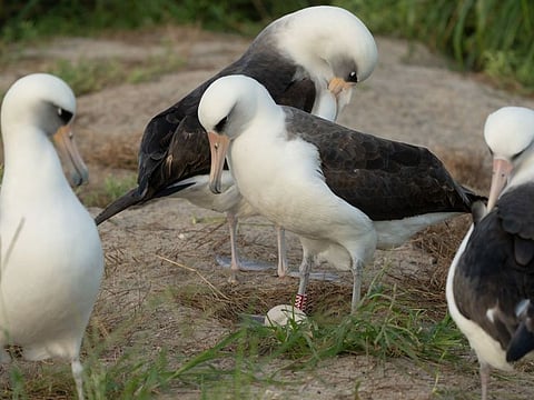 Wisdom, the legendary seabird (band Z333, center), lays an egg at 74. The world’s oldest known wild bird, now with a new mate, continues to nest on Midway Atoll.