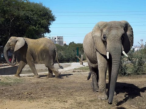 Elephants are seen at the safari park in Karachi, Pakistan, Sunday, Dec. 8, 2024.