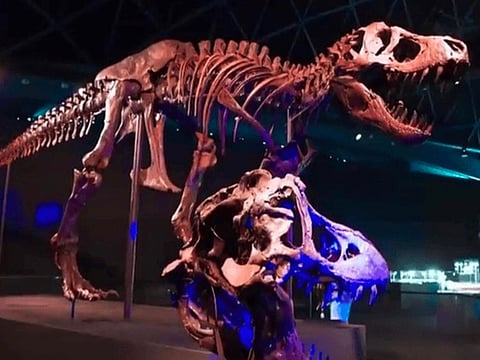 The fossilised remains of a 67-million-year-old Tyrannosaurus rex.