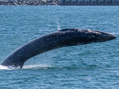 A Bryde’s whale rescued and guided onto its migration route after it was spotted near the Port of Fujairah.