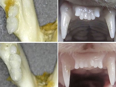 Before (top) and after images of the regrowth of a teeth in a ferret (top and bottom, right) and mice (left).