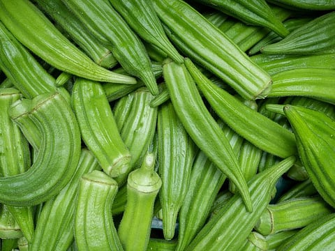 Long overlooked, okra (Abelmoschus esculentus L.) is rapidly gaining recognition as a superfood and a scientific marvel.