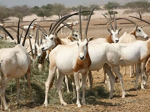 The Scimitar-horned Oryx has been reclassified as “Endangered” on the conservation status scale of the IUCN Red List of Threatened Species, after previously being listed as “Extinct in the Wild”.