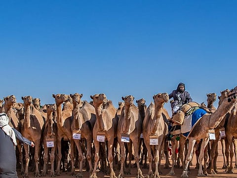 Camels get ready for competing at the current edition of the King Abdulaziz Festival. Powdered camel milk is so expensive that its price is four times higher than the cow milk, according to Al Jalban