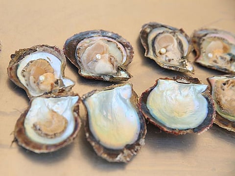 The project in the UAE capital includes species from China and India, with each oyster capable of producing between 15 and 20 pearls