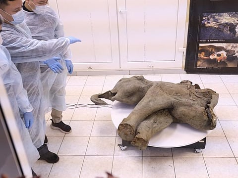 The carcass of a baby mammoth, which is estimated to be over 50,000 years old, during its presentation in Yakutsk.