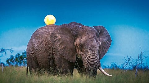 The country has the big five of lion, leopard, rhino, buffalo and elephant