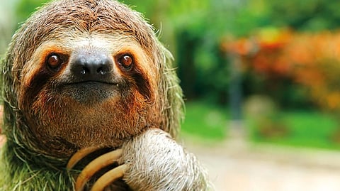 DDPE86 Closeup of a three-toed sloth, Costa Rica
