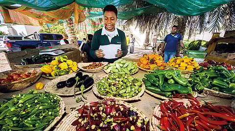 Among Integrated Green Resources UAE's network of farms that produce organic vegetables, Farm 182 is the only one that is open to visitors