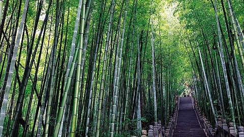 Covering some 120 sq km, Yixing Bamboo Sea is a veritable feast for a city-bred’s eyes