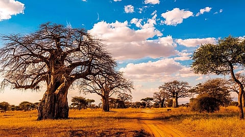 Baobab dotted landscape of the Serengeti National Park in Tanzania is a visual treat