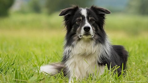 As country working animals, collies need constant exercise