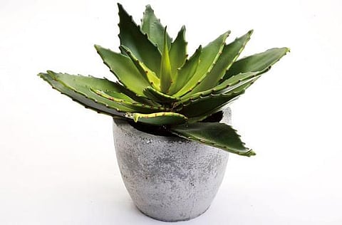 Aloe potted plant Marina Home Interiors, Dh110