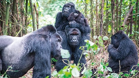 A family of mountain gorillas with two large silverback males and a baby gorilla in the DRC part of Virunga National Park