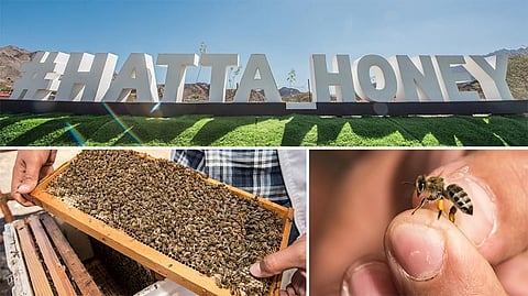 Genuine interest from different people led to the creation of the Hatta Honey Bee Garden