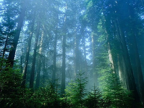 trees in the forest