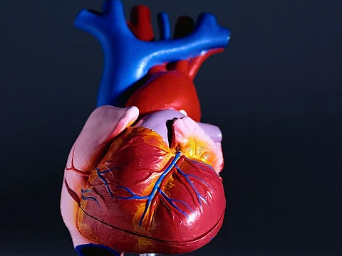 heart model