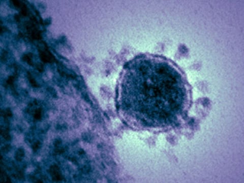 mers virus