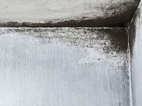 Following Disasters, Untreated Mold Sends Many to Hospitals